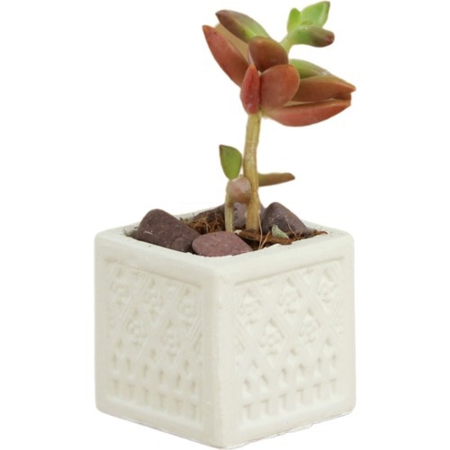 Stein Kohle Dekoratif Saksı Minik Kaktüs Saksısı Mini Kare Model