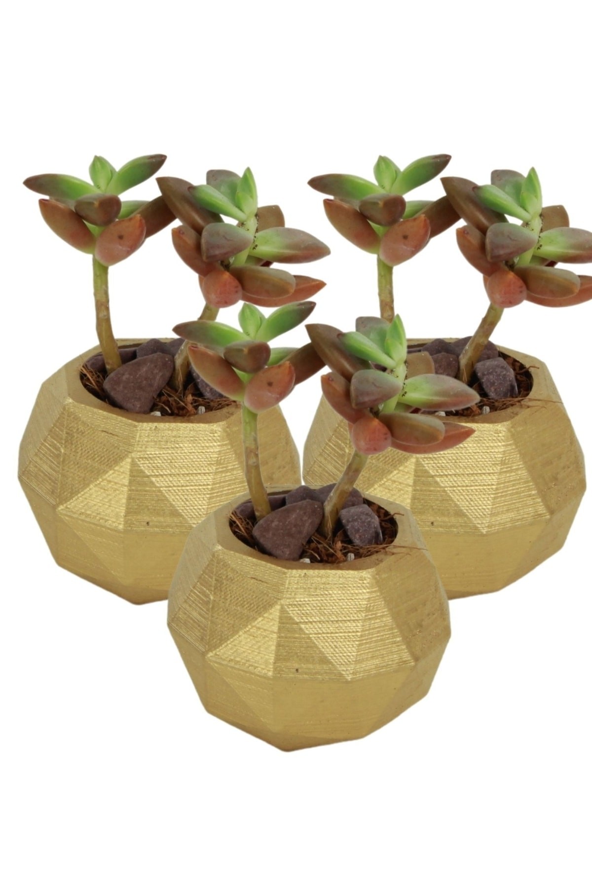 Altın thumbnail image