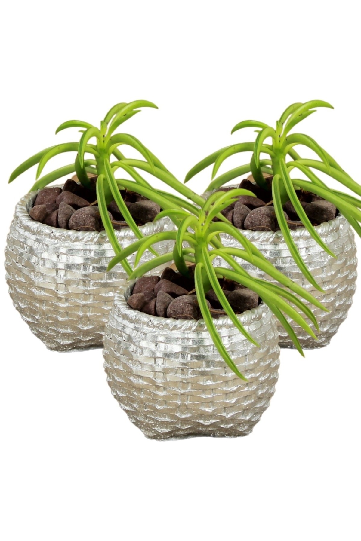Gümüş thumbnail image