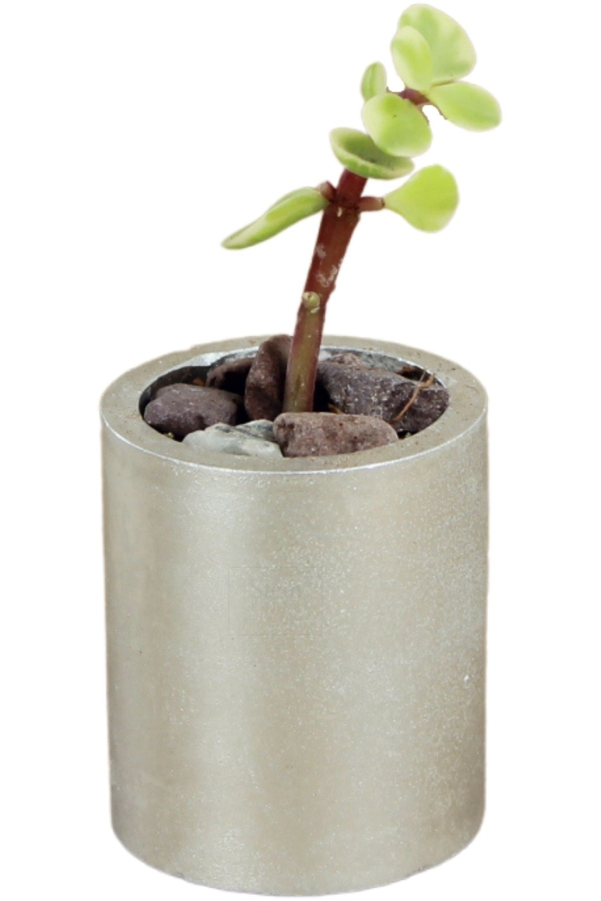 Gümüş thumbnail image
