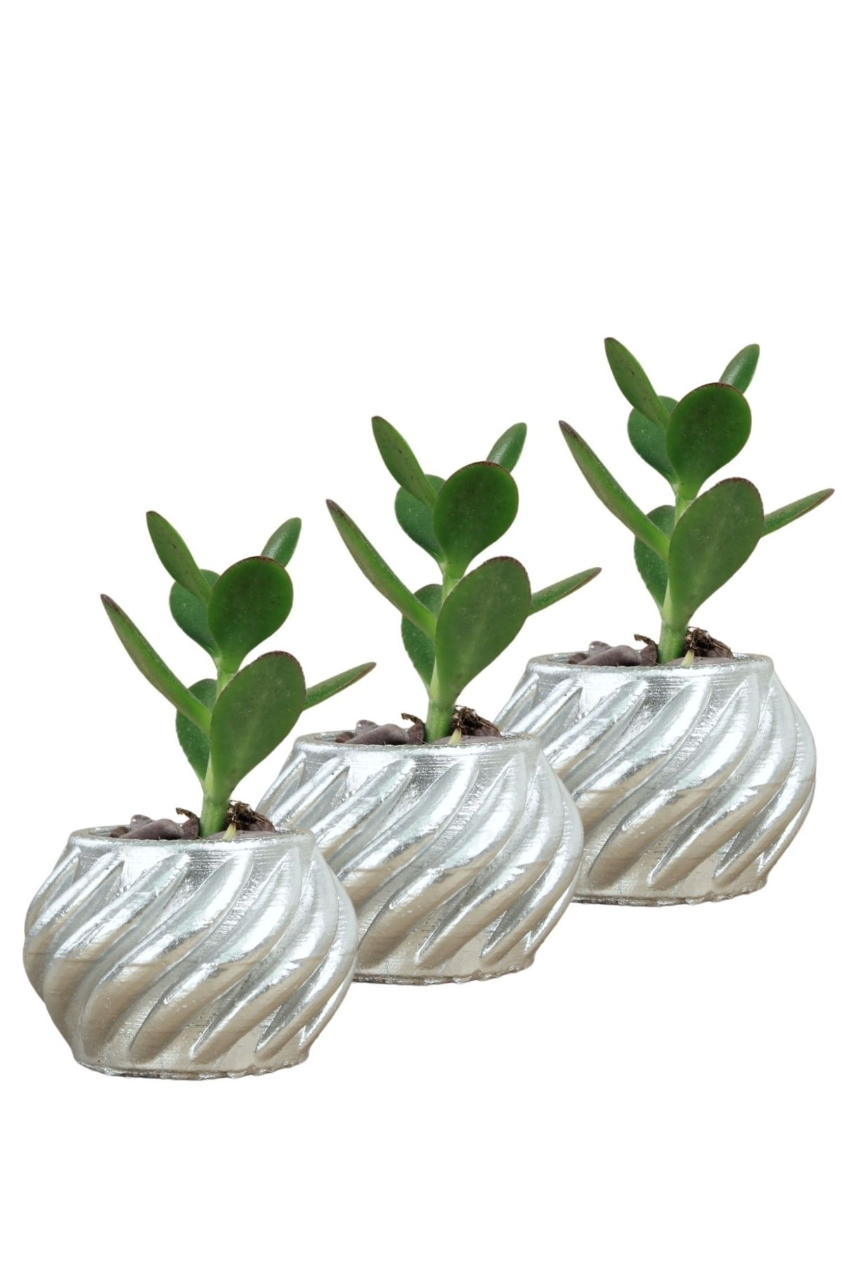 Mini Çiçek Saksı Küçük Sukulent Gümüş Kaktüs Saksısı 3'lü Set Kalın Çizgili Spiral Model
