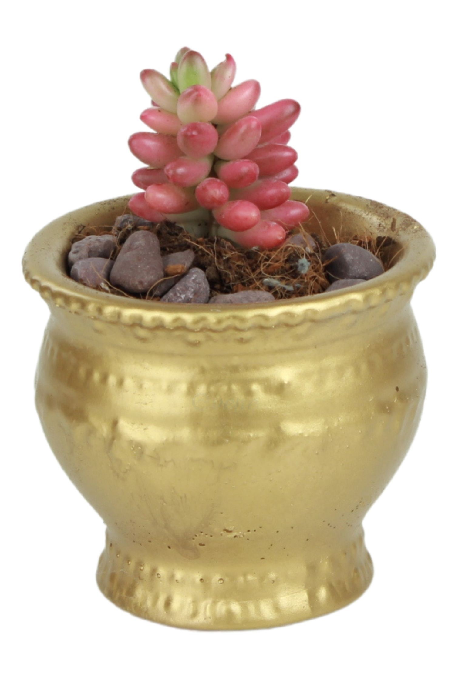 Altın thumbnail image