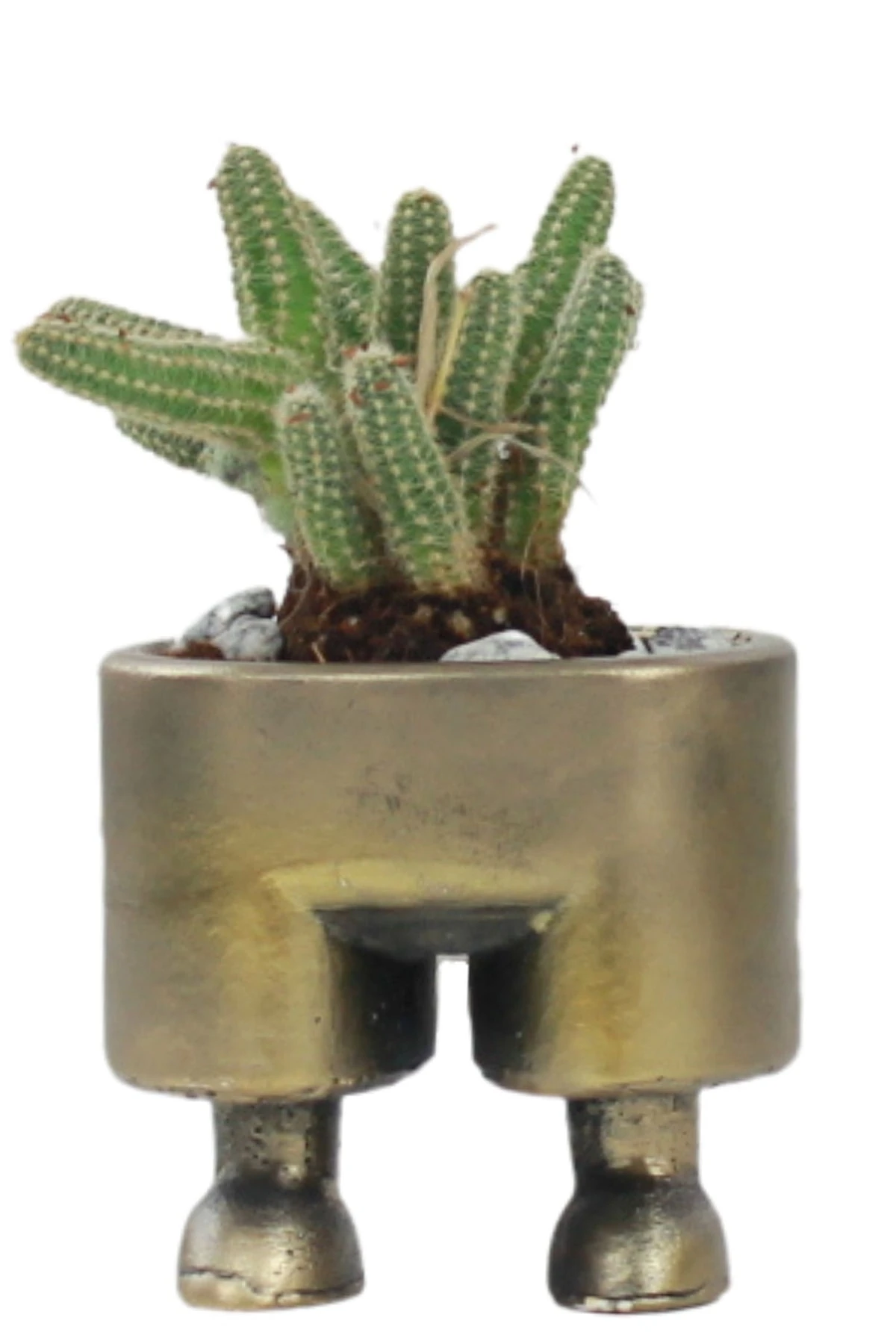 Çiçek Saksısı Dekoratif Kaktüs Saksı 1 Adet Altın Renk Eskitme Uygulamalı Pantolon Model