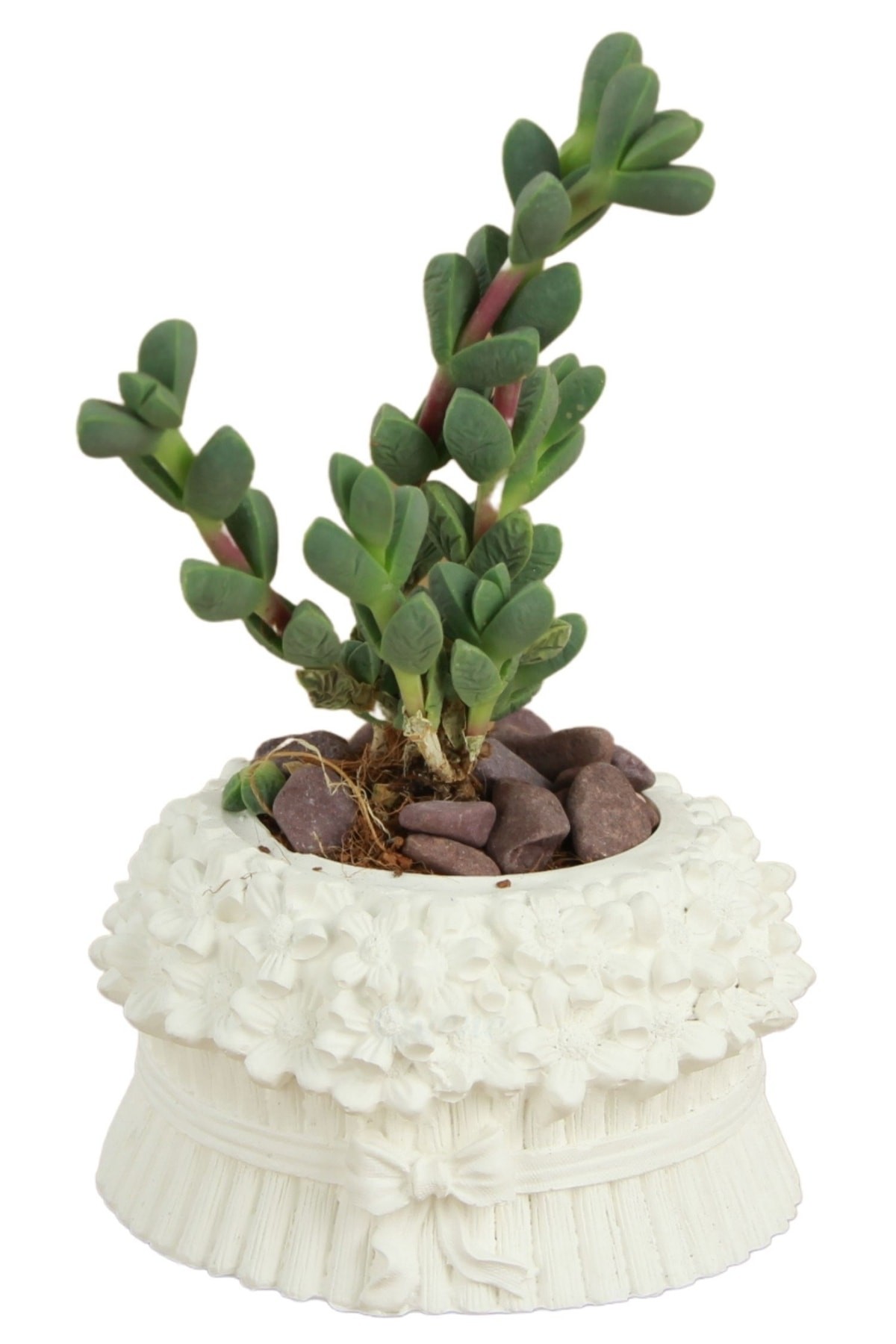 Mini Çiçek Saksı Küçük Sukulent Beyaz Kaktüs Saksısı Çiçekli Fiyonklu Model