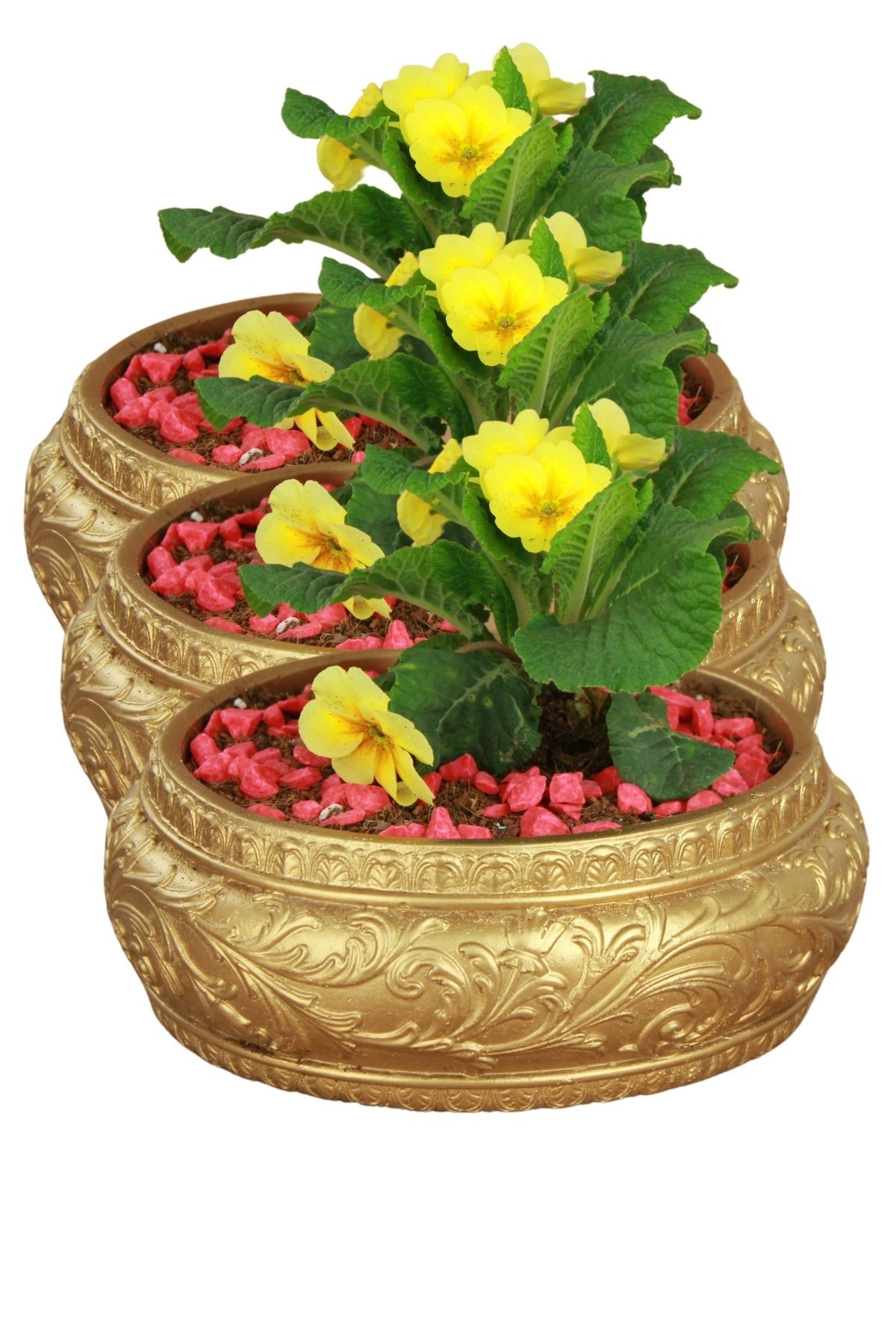 Altın thumbnail image