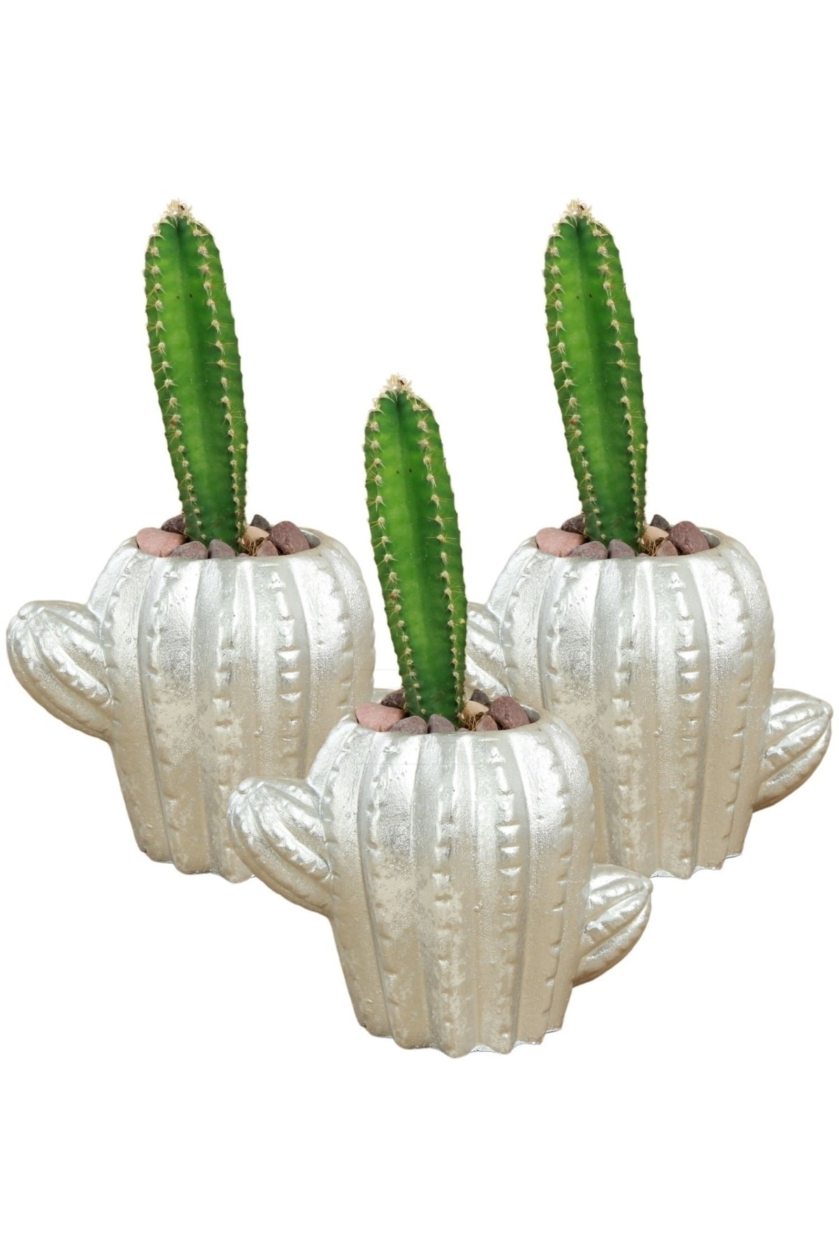 Gümüş thumbnail image
