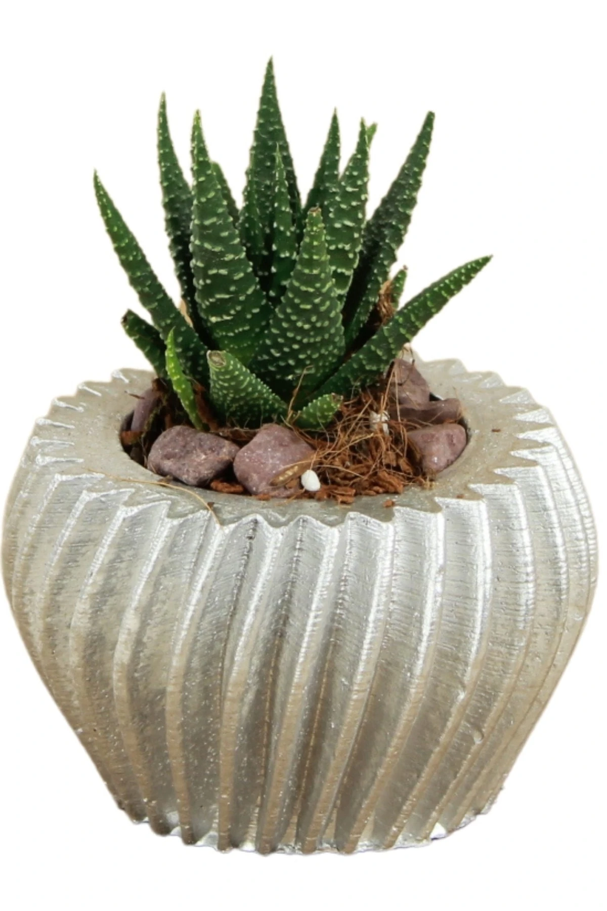 Gümüş thumbnail image