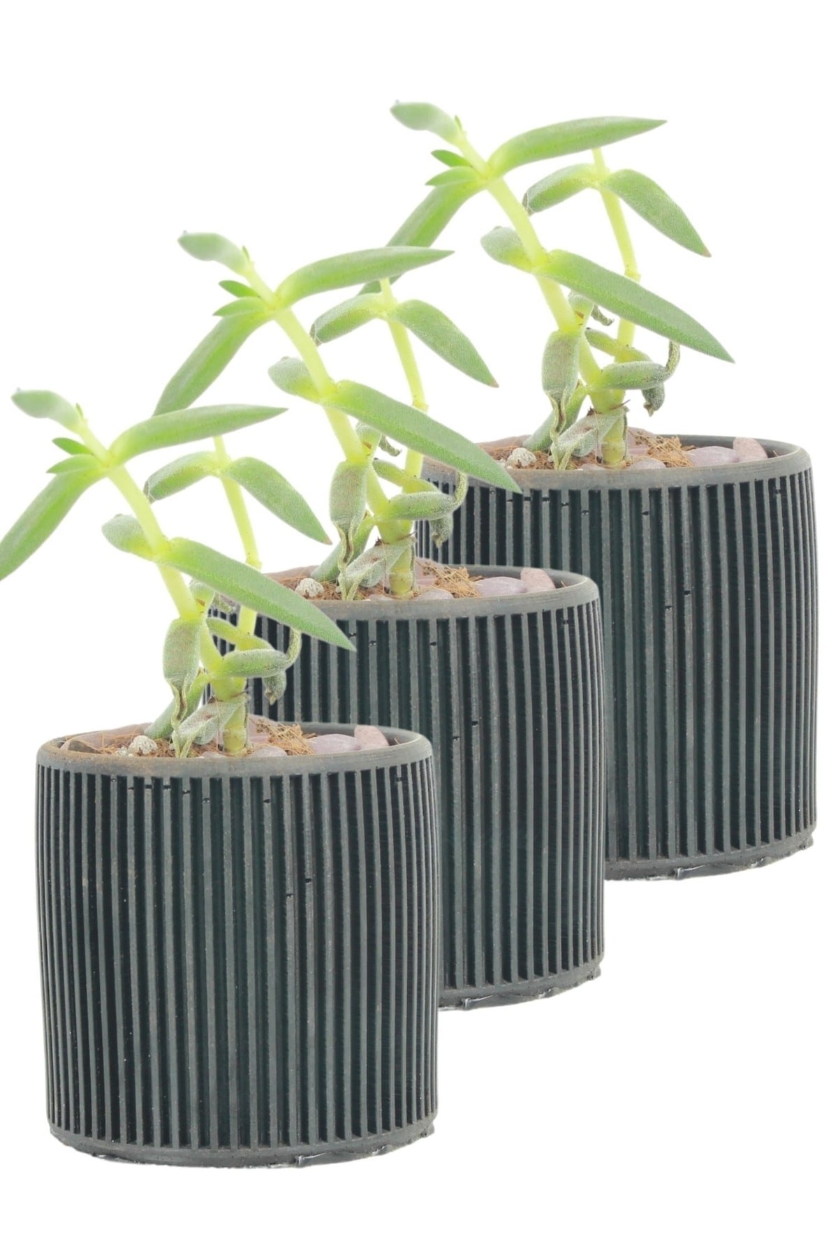 Mini Çiçek Saksı Küçük Sukulent Siyah Kaktüs Saksısı 3'lü Set Düz İnce Çizgili Model