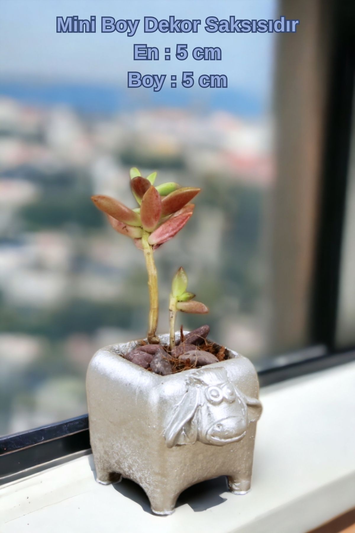 Gümüş thumbnail image