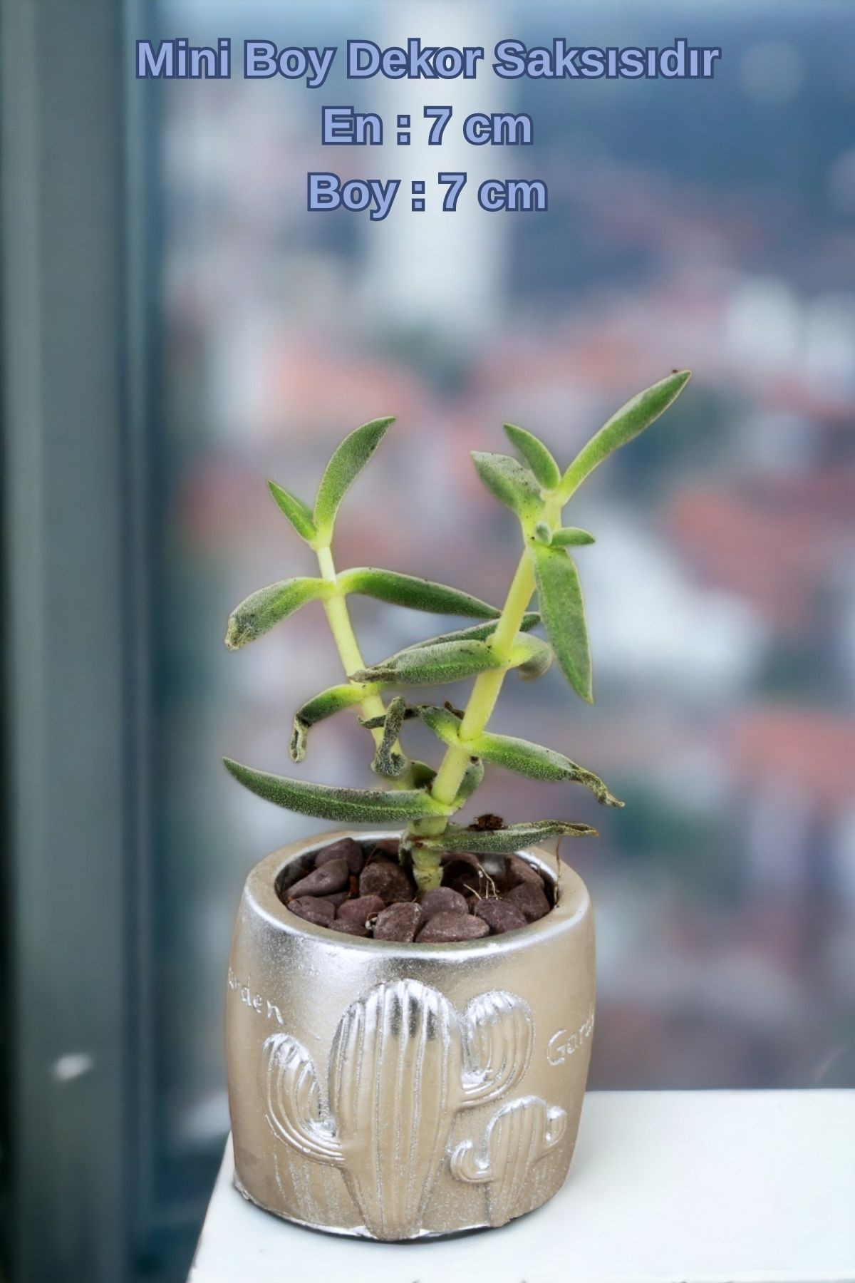 Gümüş thumbnail image