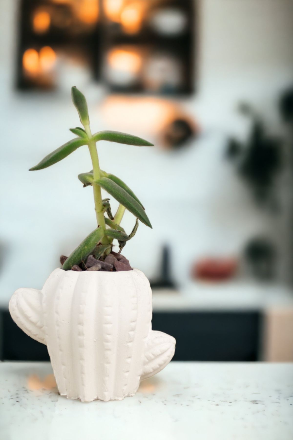 Premium Saksı Minyatür Dekoratif Kaktüs Sukulent Saksısı Model 11