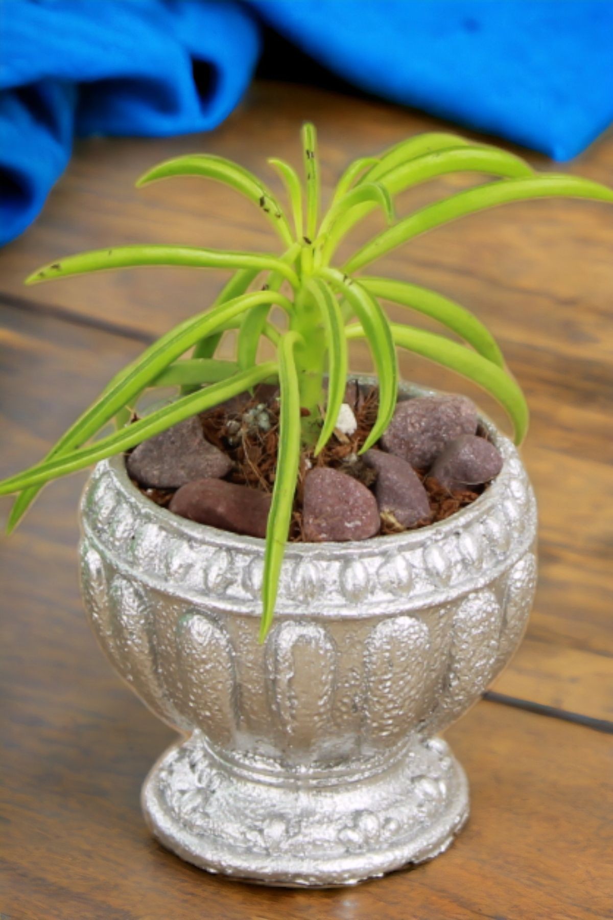 Gümüş thumbnail image