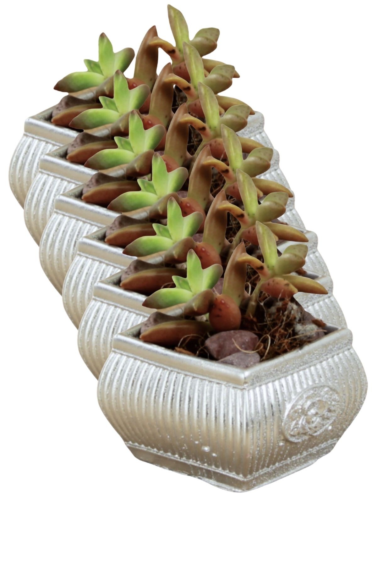 Gümüş thumbnail image