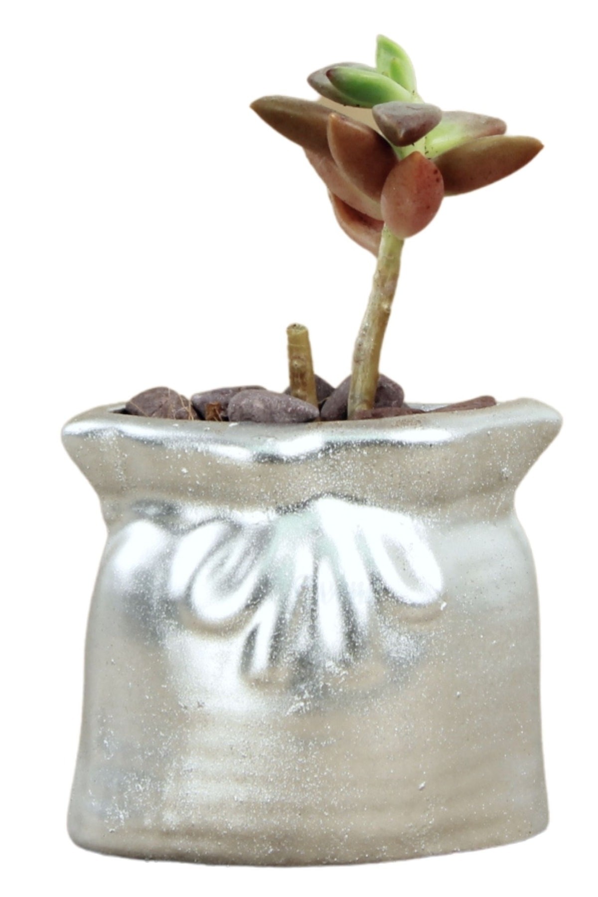 Gümüş thumbnail image