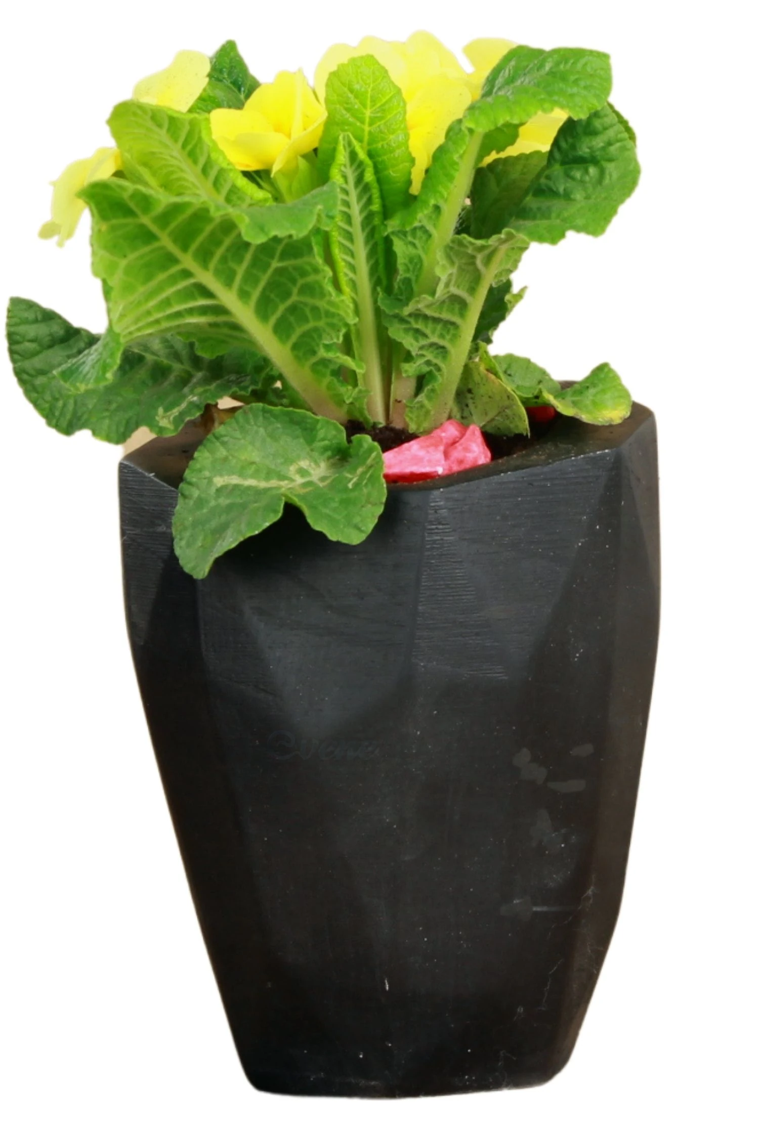 SİYAH thumbnail image