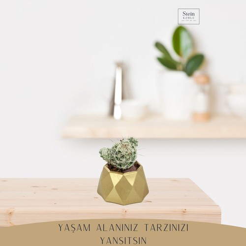 Dekoratif Saksı Minik Kaktüs Saksısı Mini Poly 1 Model