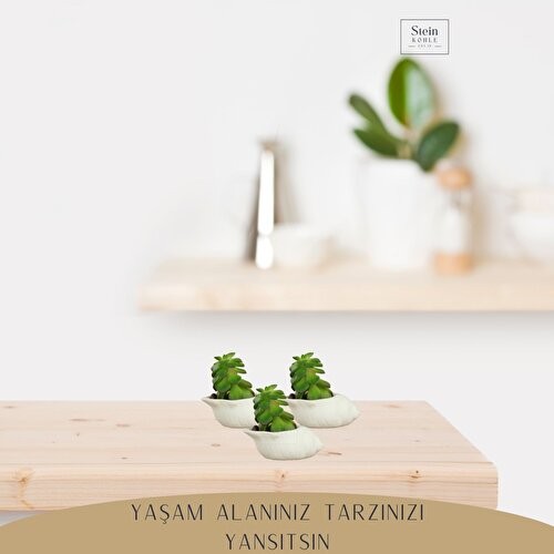 Stein Kohle Dekoratif Saksı Minik Kaktüs Saksısı Deniz Salyangozu Model