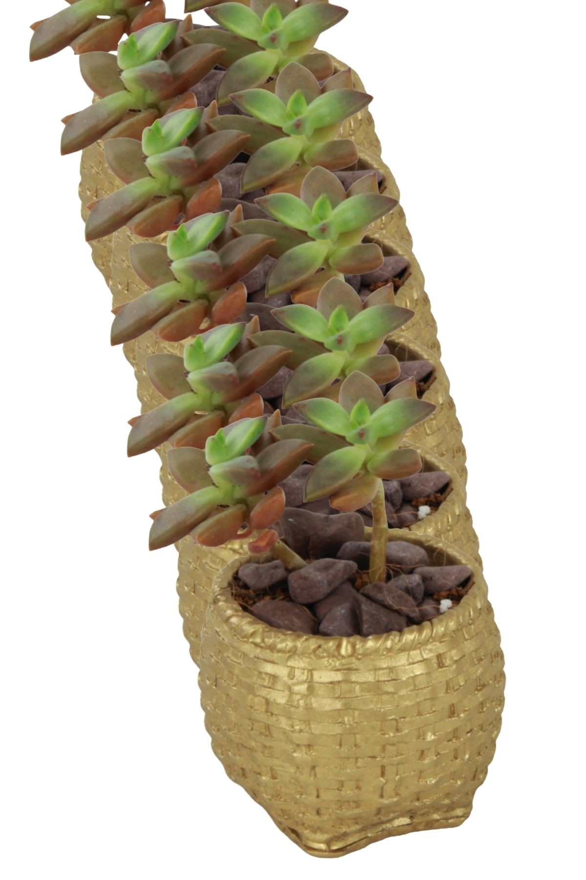 Altın thumbnail image