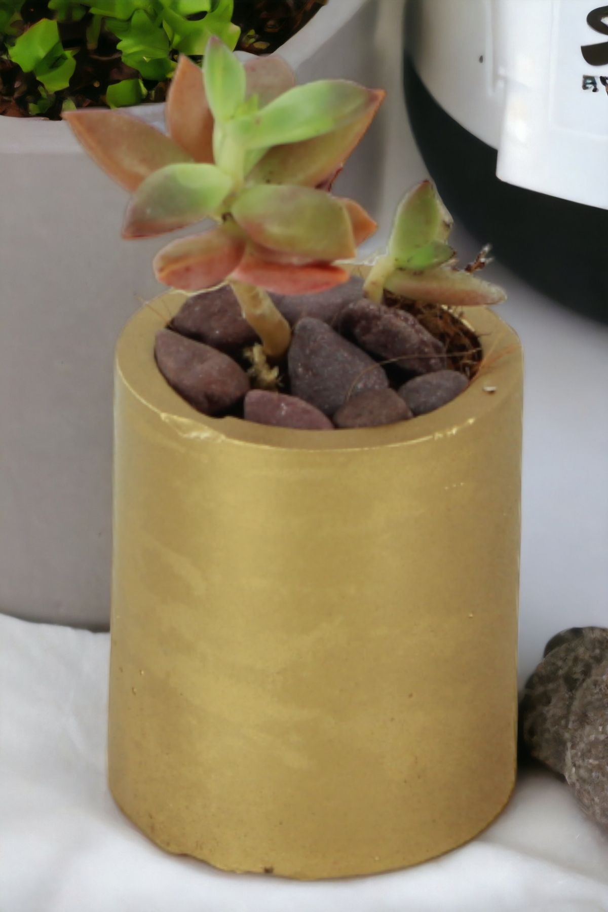 Altın thumbnail image