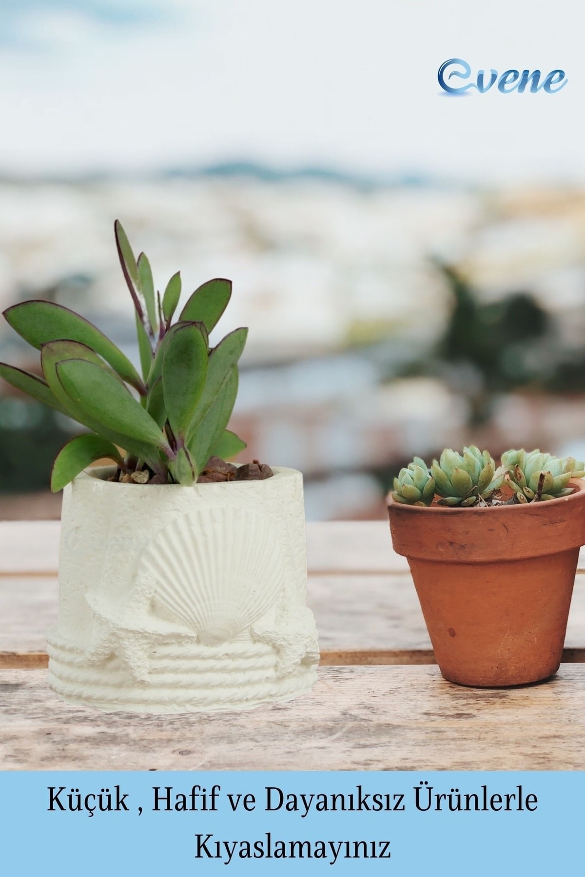 Mini Çiçek Saksı Küçük Sukulent Beyaz Kaktüs Saksısı Deniz Yıldızlı Kabuklu Model