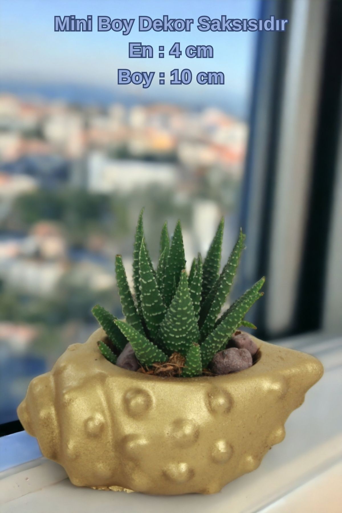 Altın thumbnail image