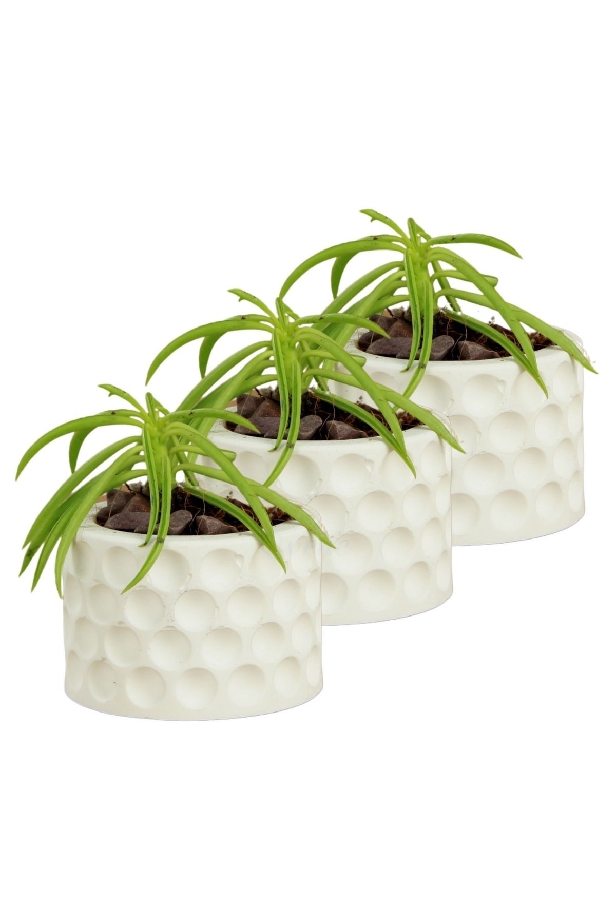 Mini Çiçek Saksı Küçük Sukulent Beyaz Kaktüs Saksısı 3'lü Set Puantiyeli Model