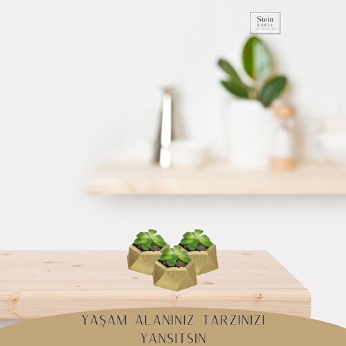 Stein Kohle Dekoratif Saksı Minik Kaktüs Saksısı Mini Poly 2 Model