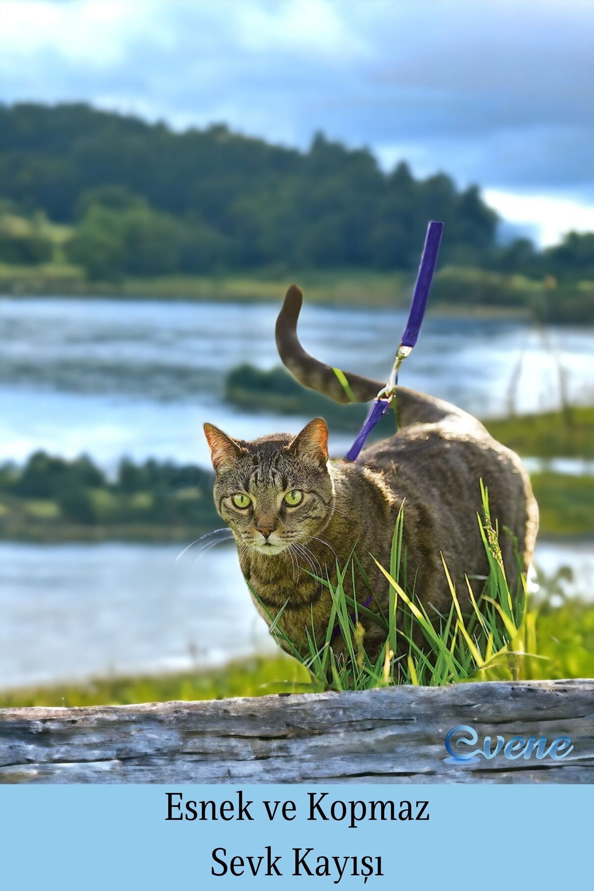 Kedi Tasması Kedi Göğüs Bel Ayarlanabilir Dayanıklı Sağlam Tasma 1 cm İnce Kolon