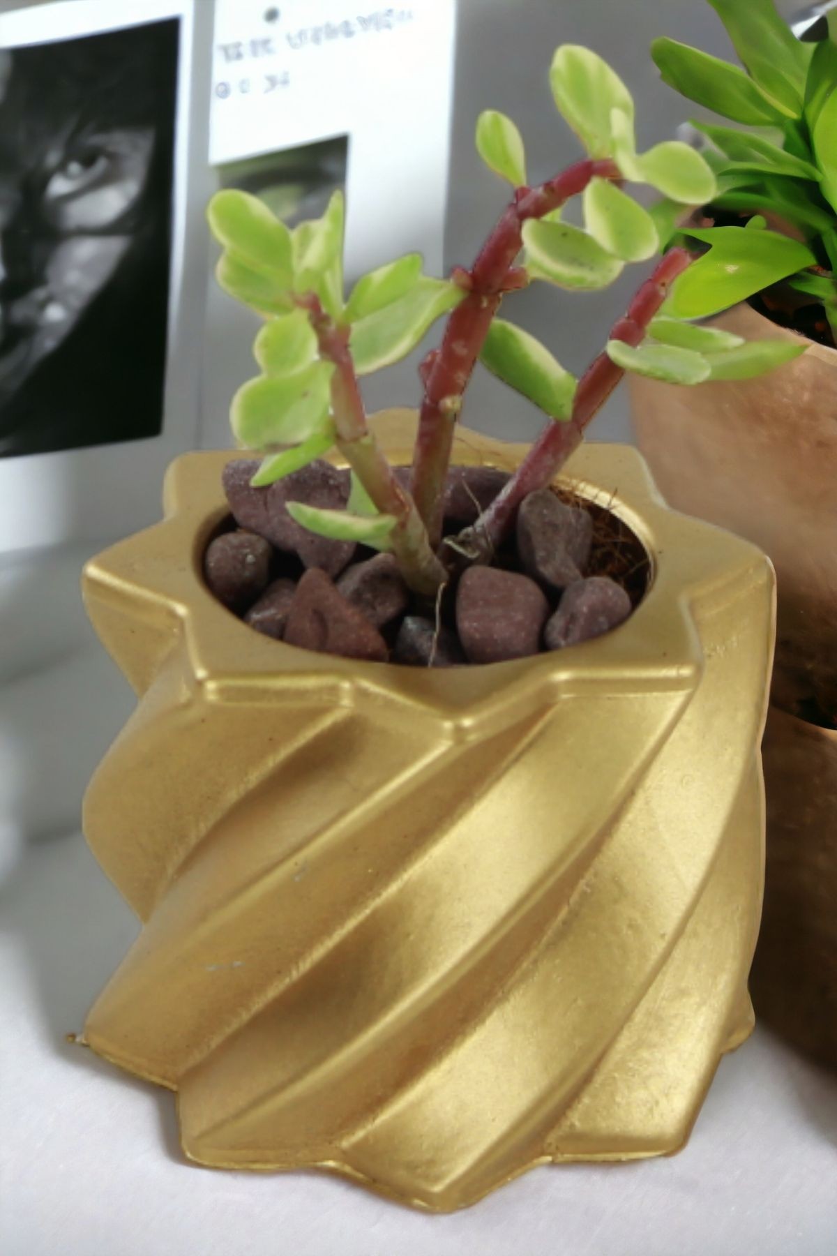 Altın thumbnail image