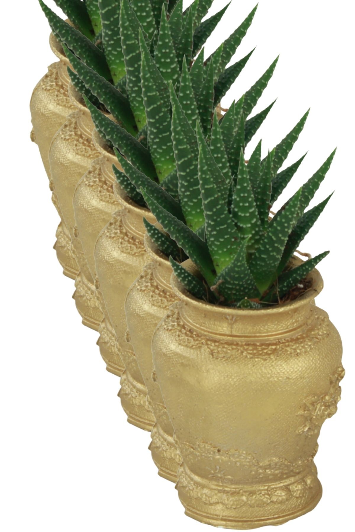 Altın thumbnail image