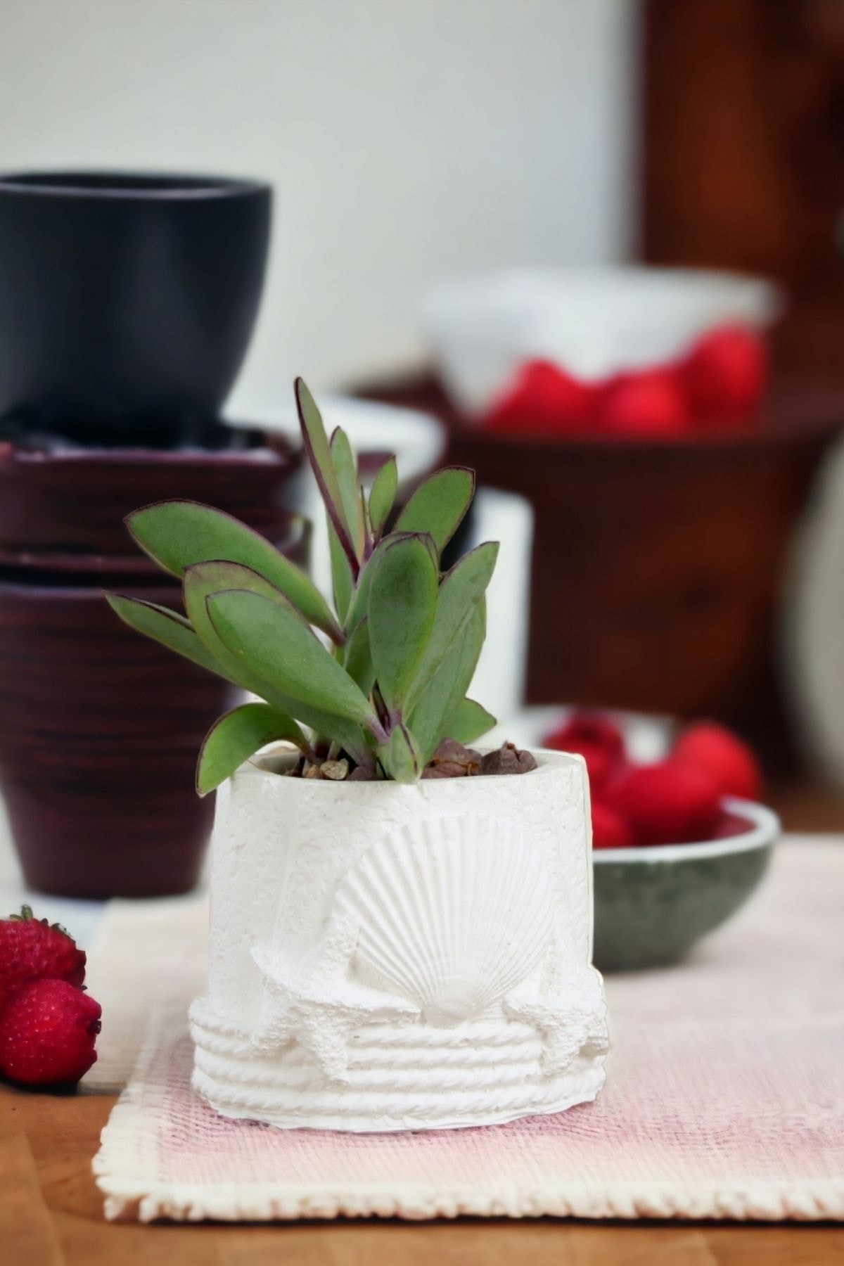 Premium Saksı Minyatür Dekoratif Kaktüs Sukulent Saksısı Model 5