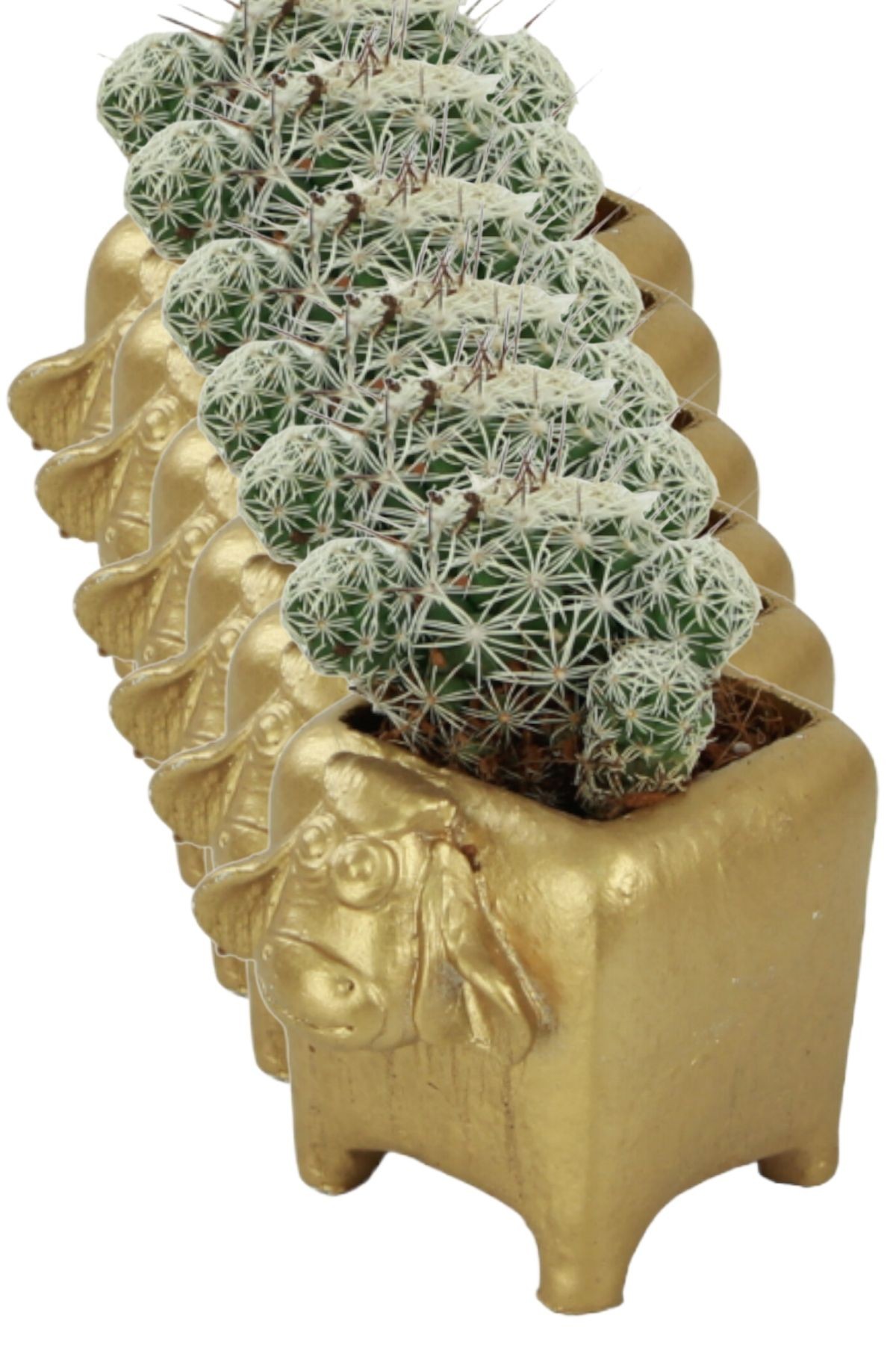 Altın thumbnail image