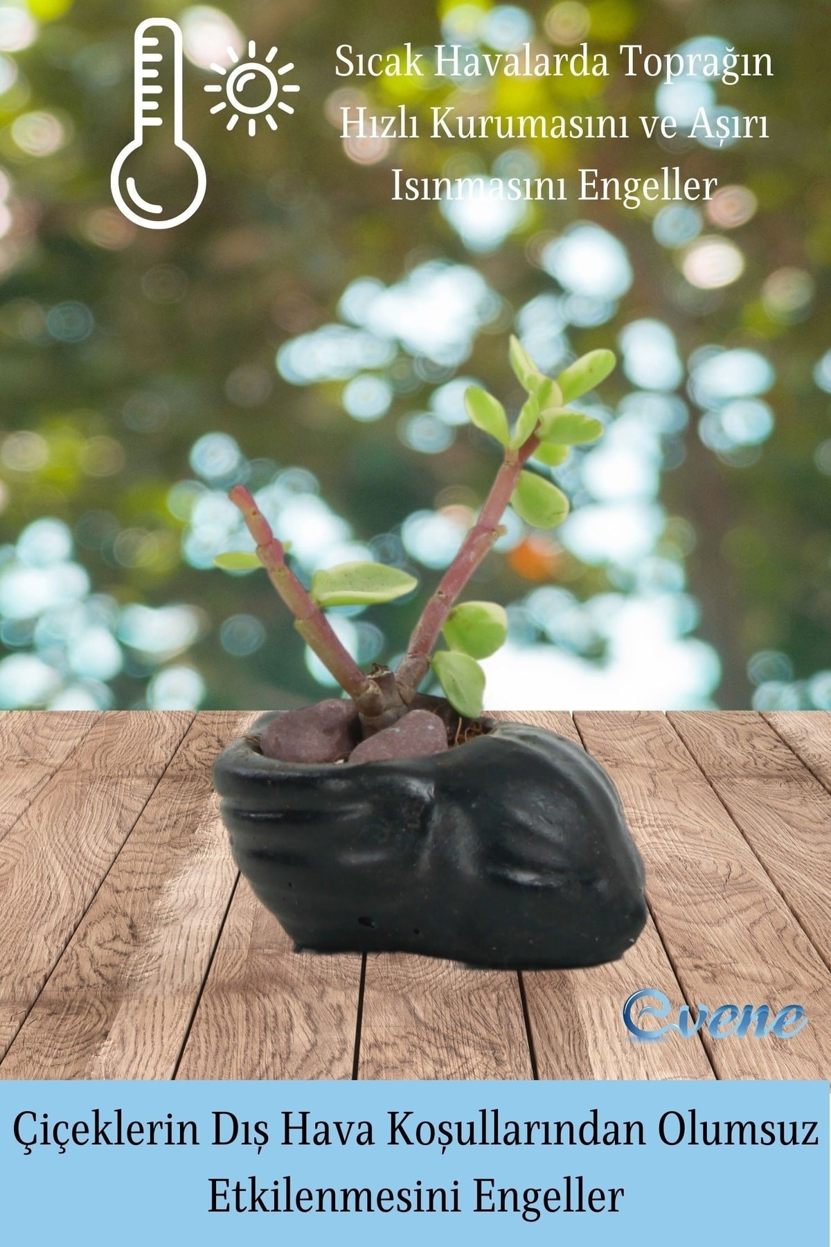 Mini Çiçek Saksı Küçük Sukulent Siyah Kaktüs Saksısı Mini Deniz Salyangozu Model