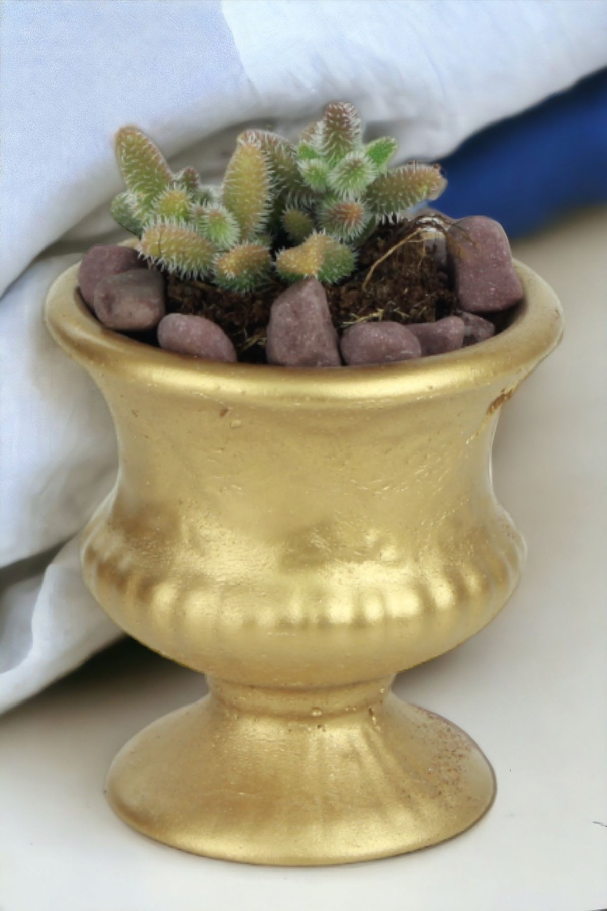 Altın thumbnail image