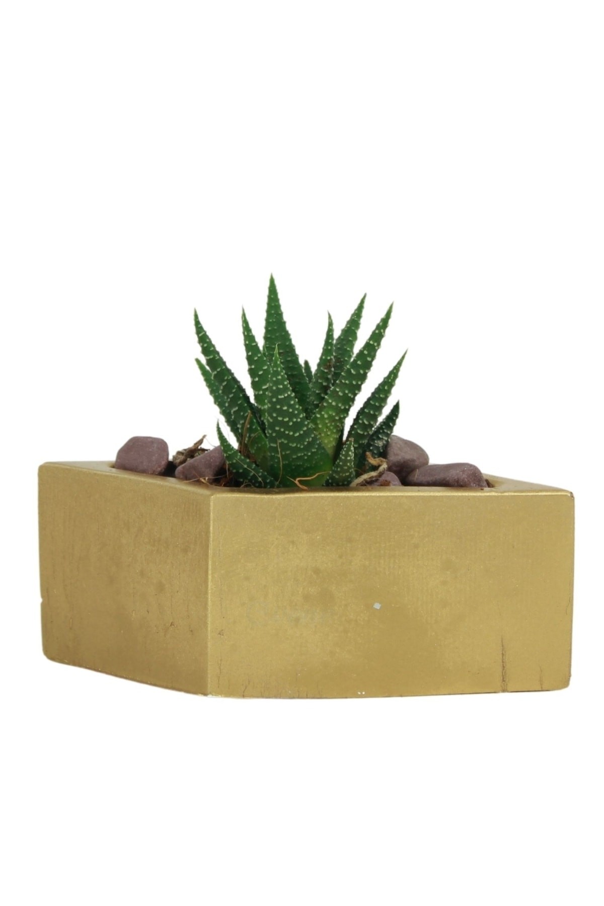 Altın thumbnail image