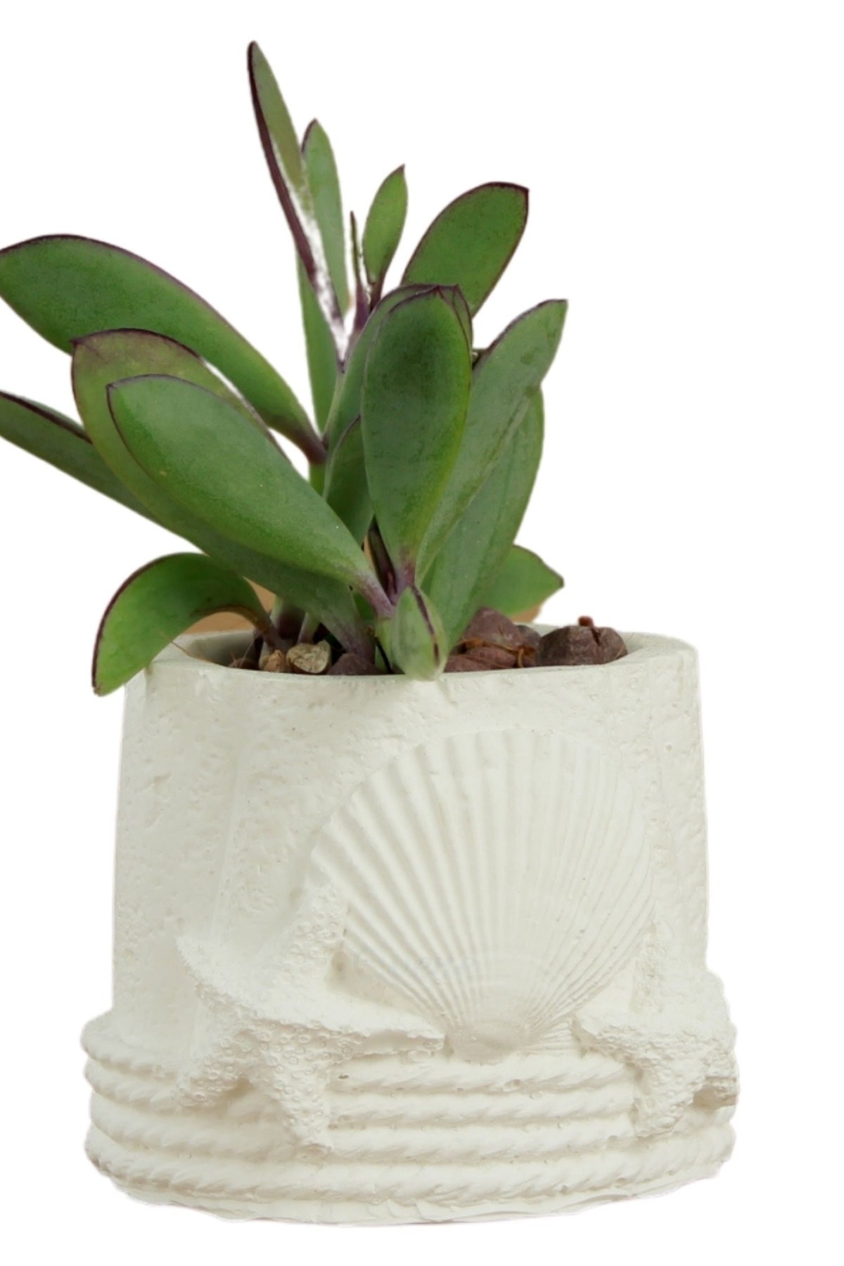 Mini Çiçek Saksı Küçük Sukulent Beyaz Kaktüs Saksısı Deniz Yıldızlı Kabuklu Model