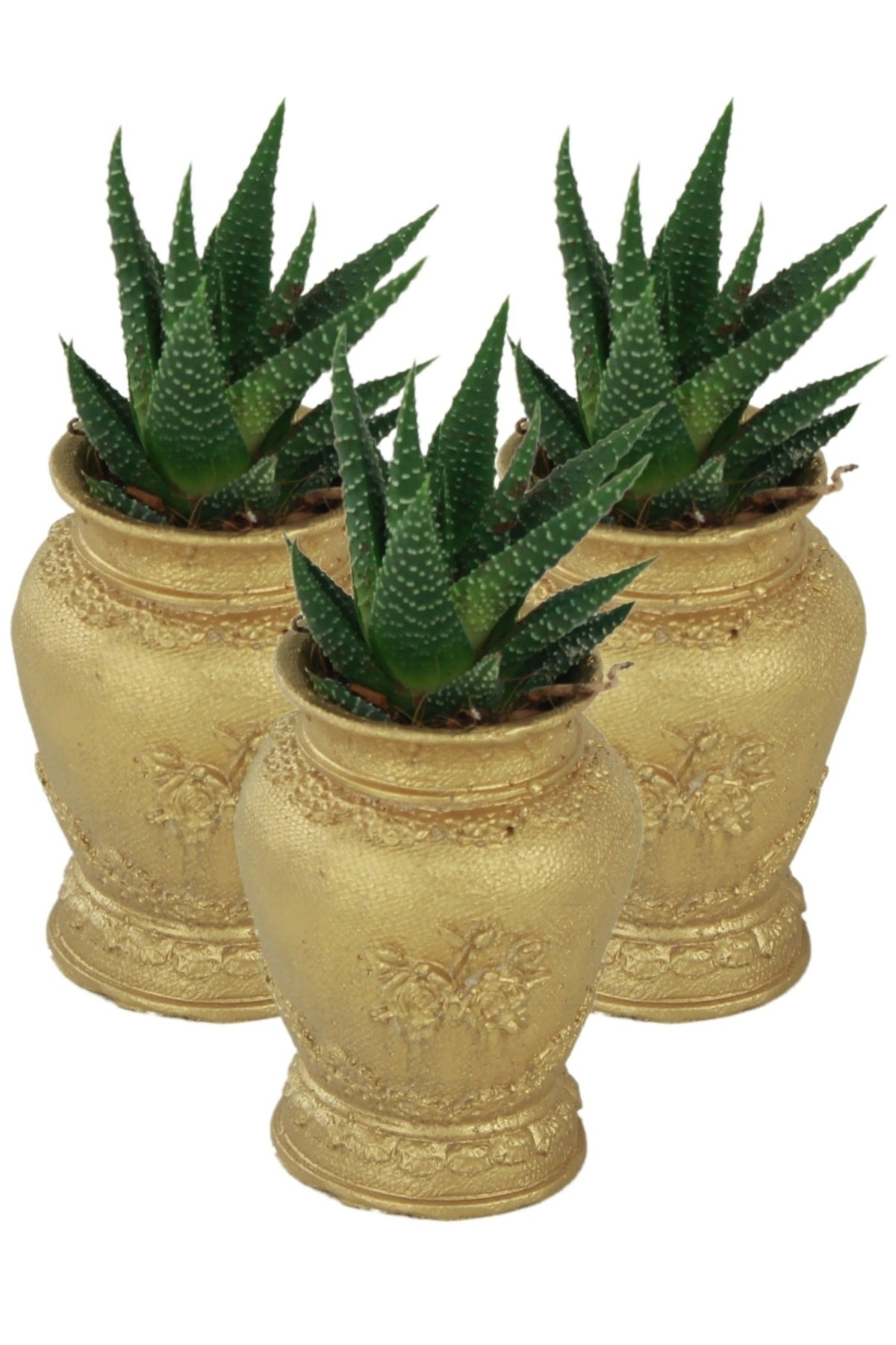 Altın thumbnail image