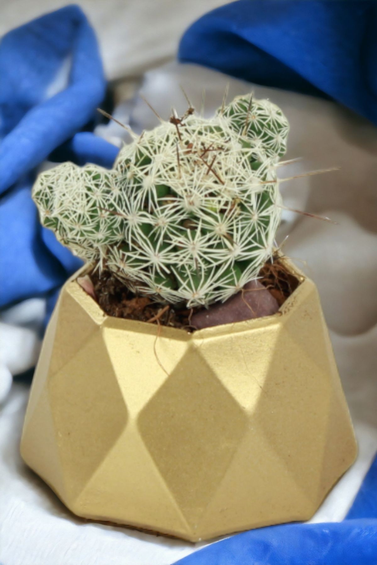 Altın thumbnail image