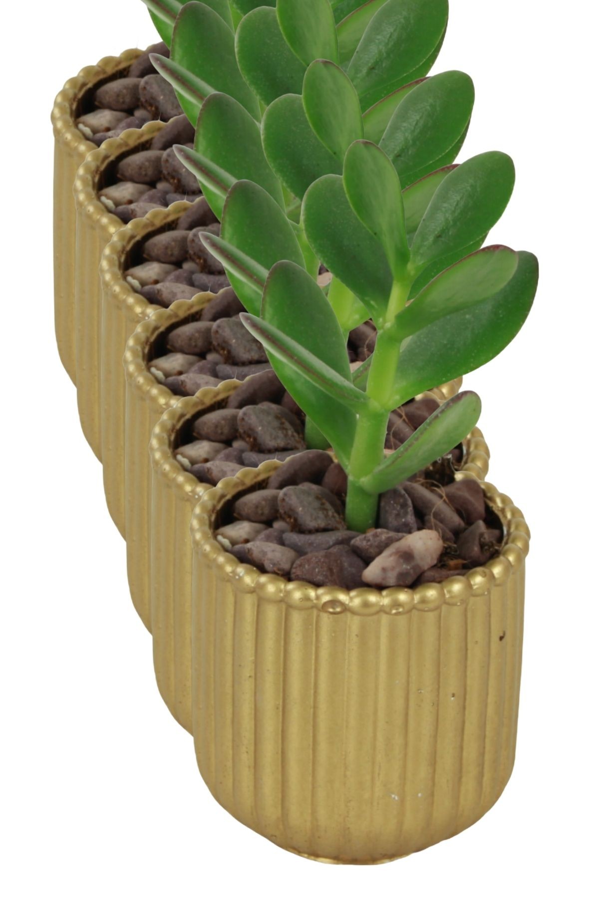 Altın thumbnail image