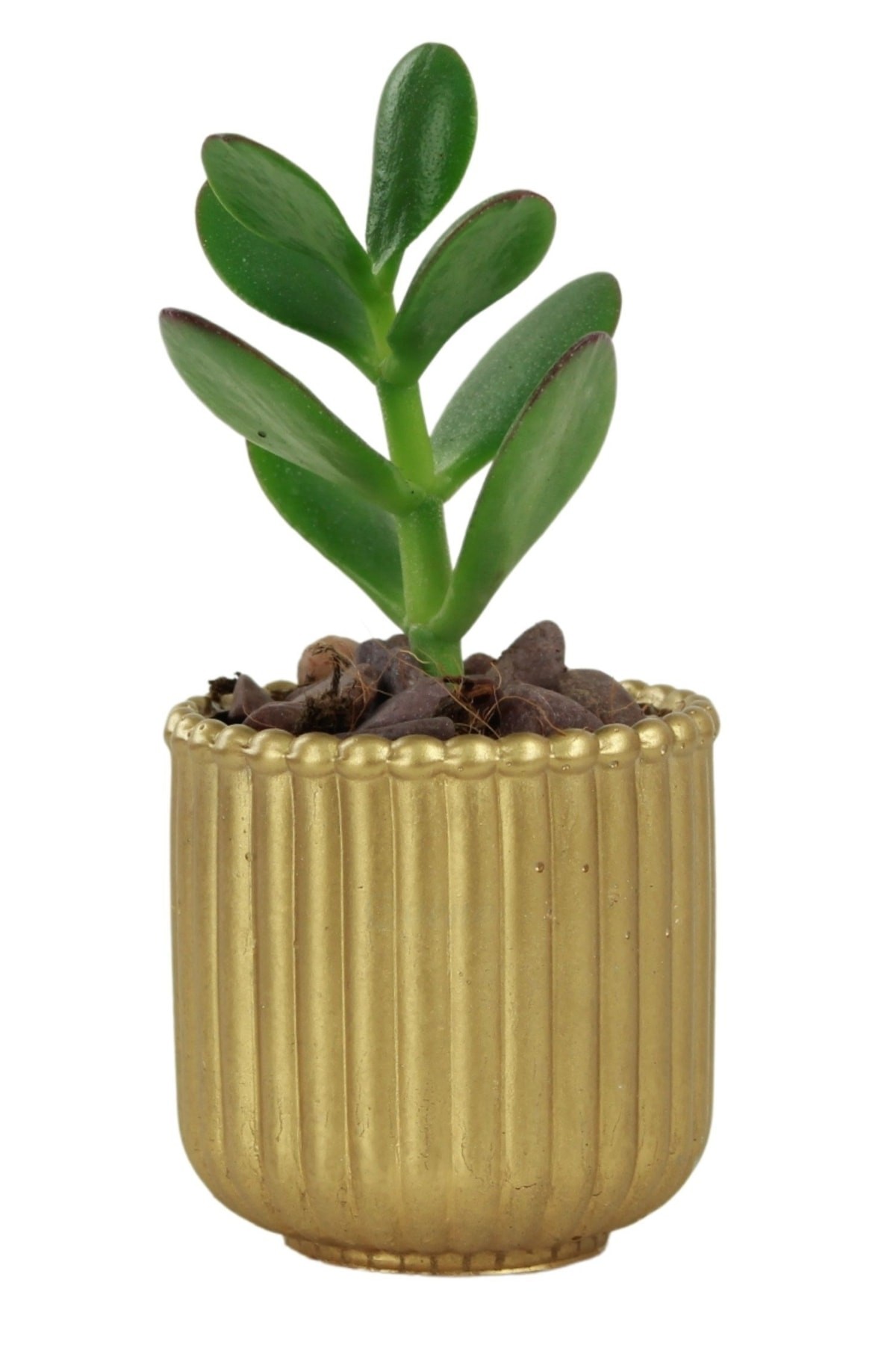 Altın thumbnail image