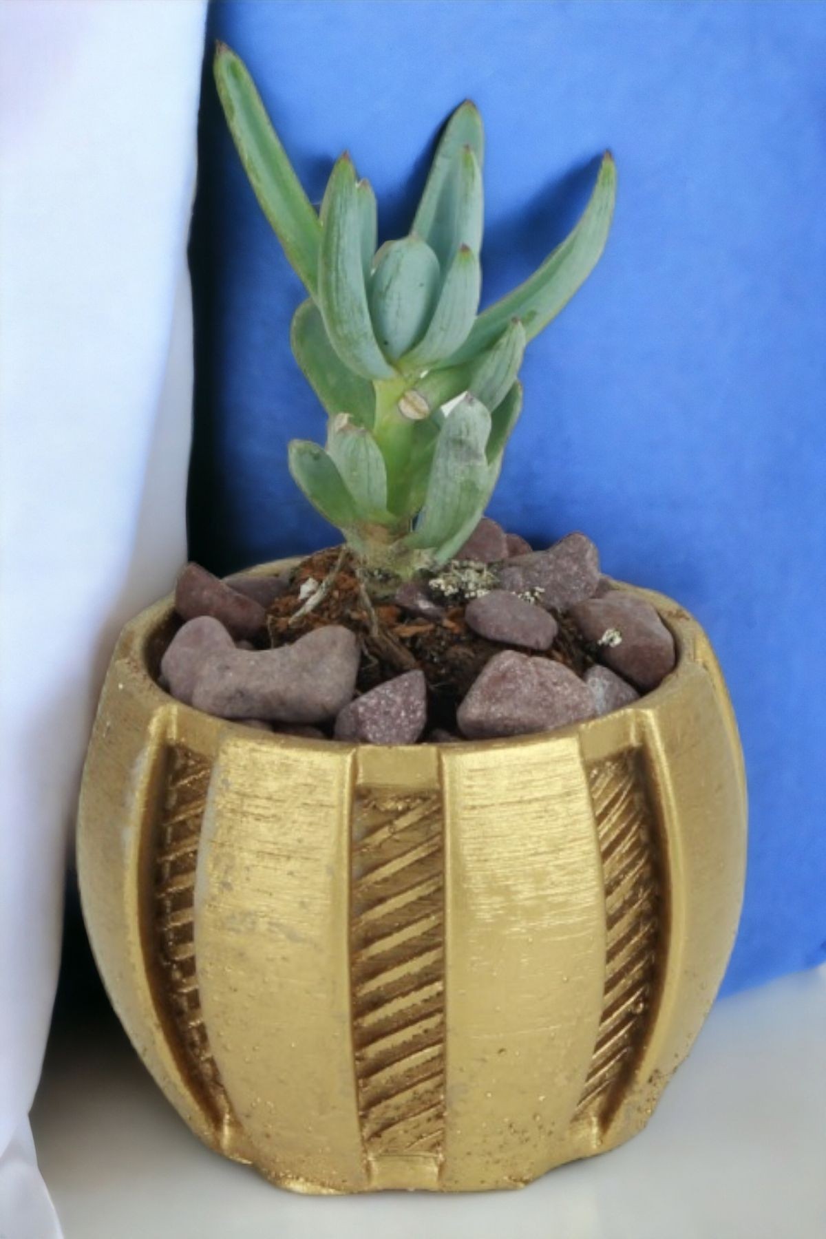 Altın thumbnail image