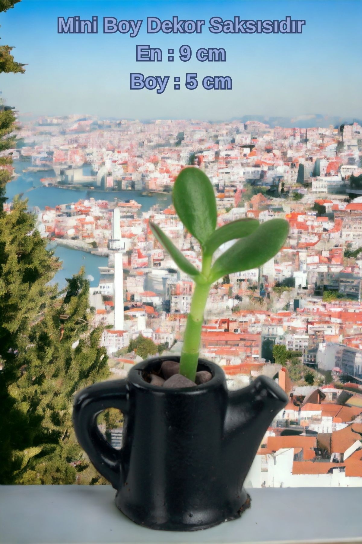 SİYAH thumbnail image