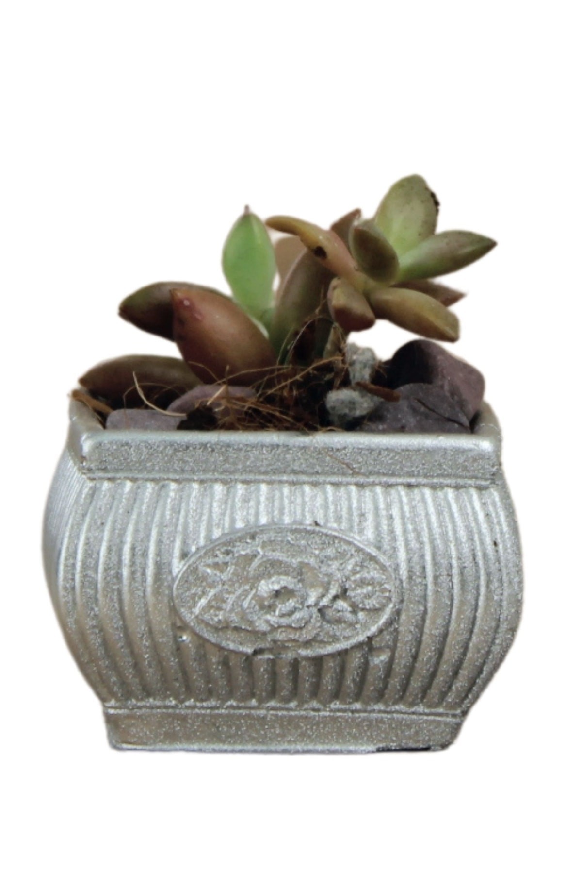 Mini Çiçek Saksı Küçük Sukulent Gümüş Kaktüs Saksısı Mini Çiçekli Model