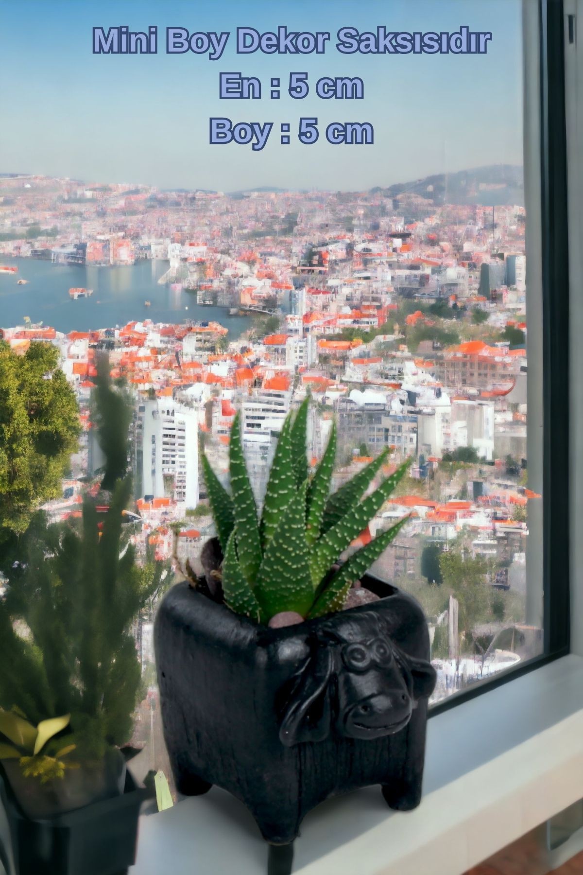 SİYAH thumbnail image
