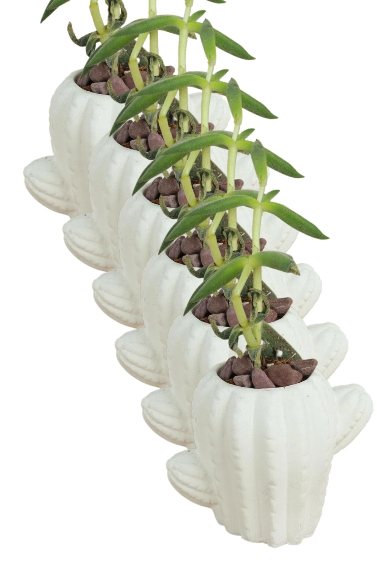 Beyaz thumbnail image