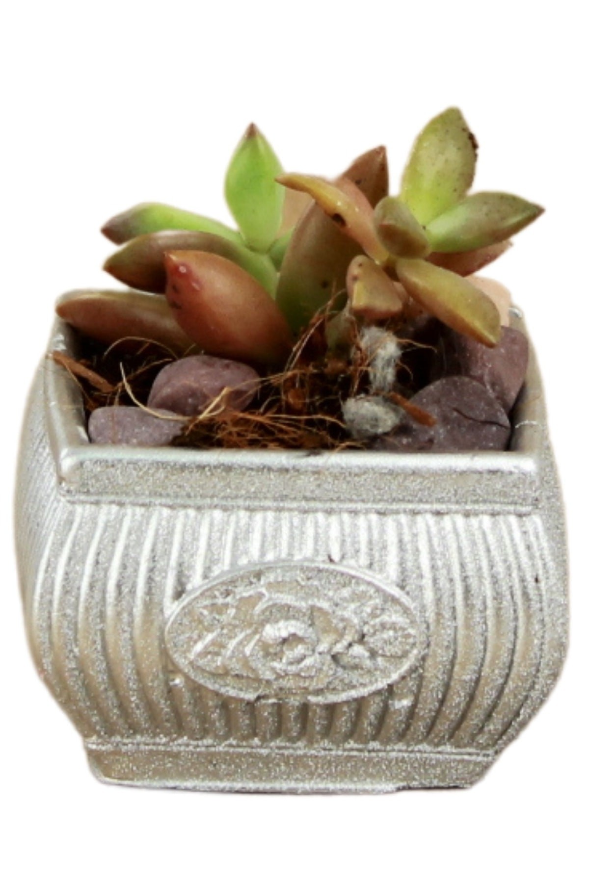 Gümüş thumbnail image