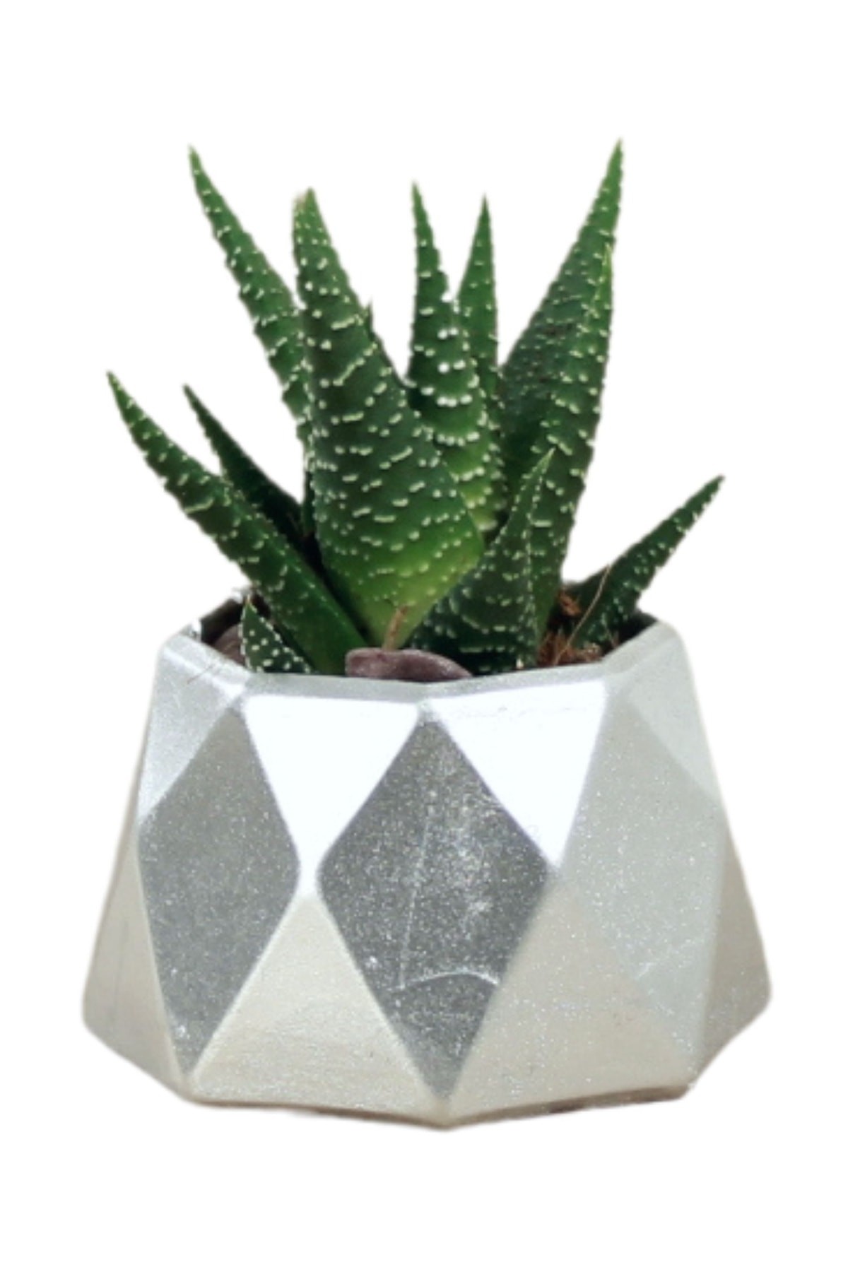 Mini Çiçek Saksı Küçük Sukulent Gümüş Kaktüs Saksısı Mini Poly 1 Model