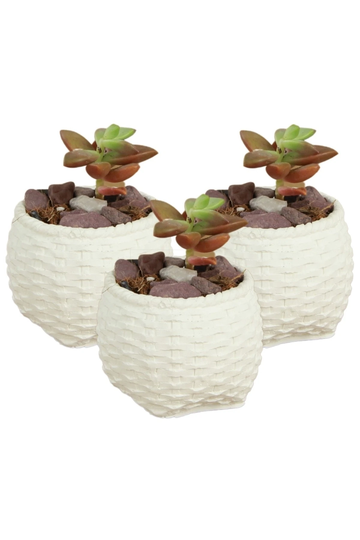 Beyaz thumbnail image