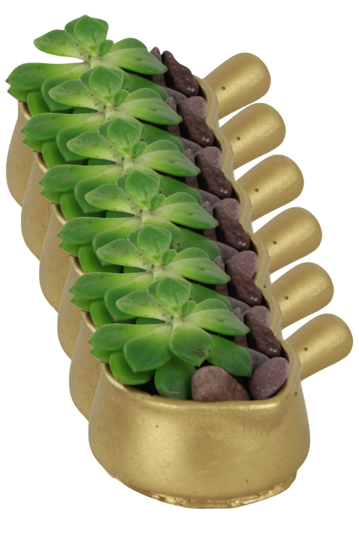Altın thumbnail image