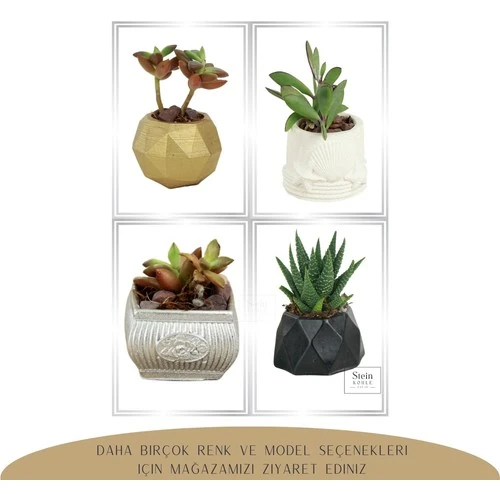 Stein Kohle Dekoratif Saksı Minik Kaktüs Saksısı Mini Çizgili Çiçekli Model